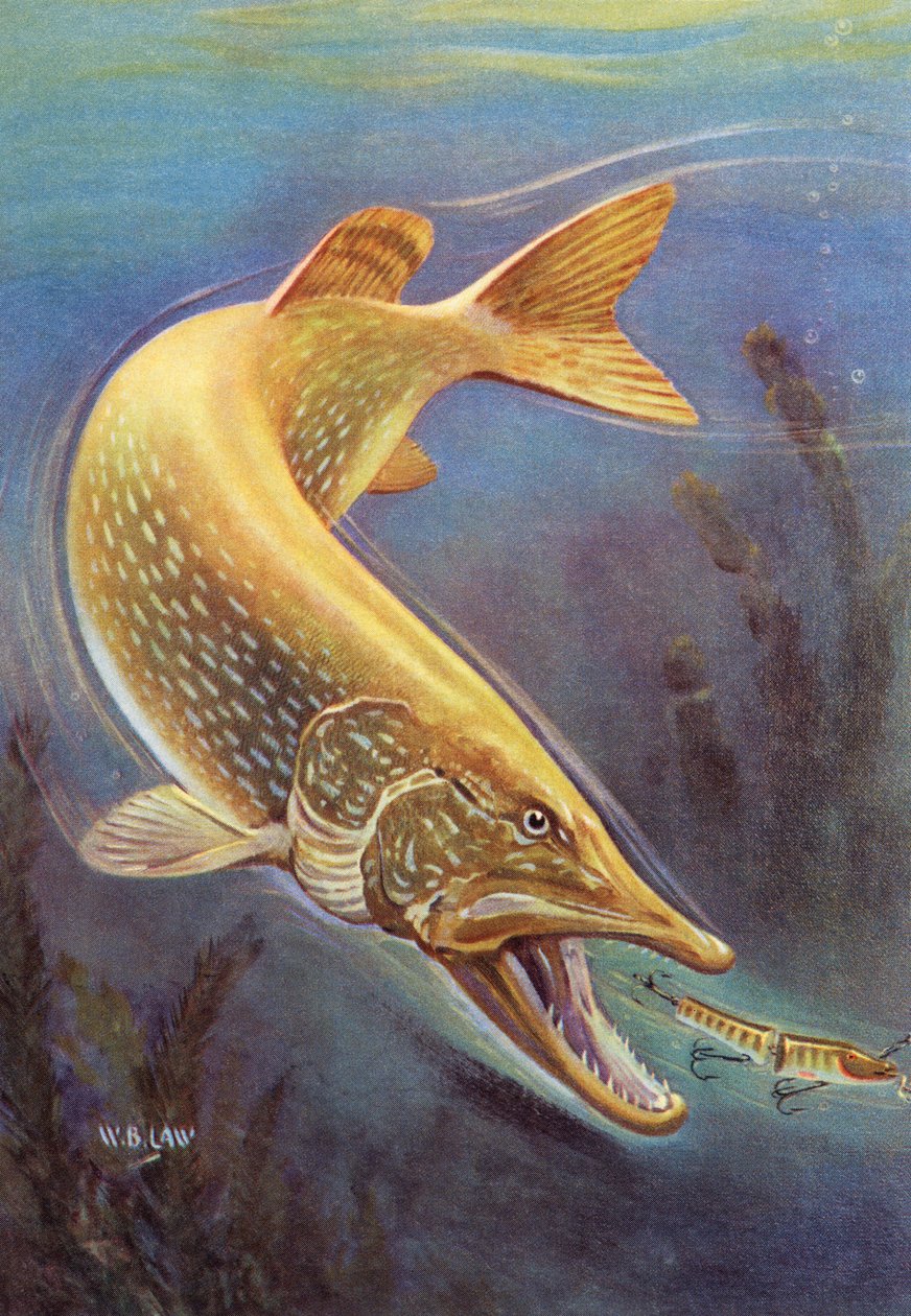 Sportsfiskeri: Northern Pike slår en lokke af American School