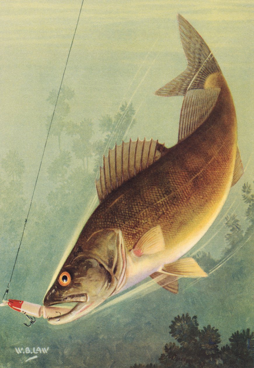 Sportfiskeri: Walleye, der slår et lokkemiddel af American School