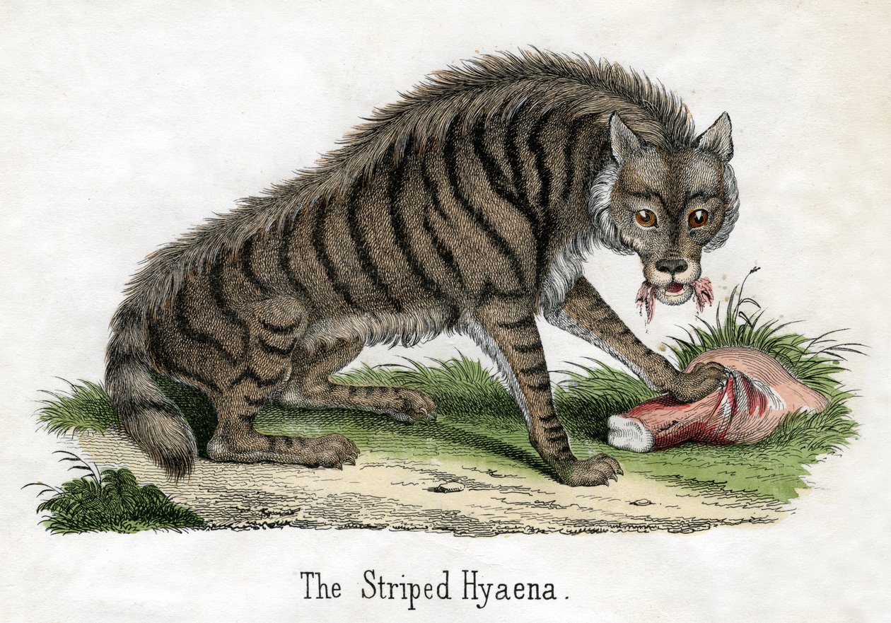 Stribet hyæne, fra The Natural History of Animals af American School