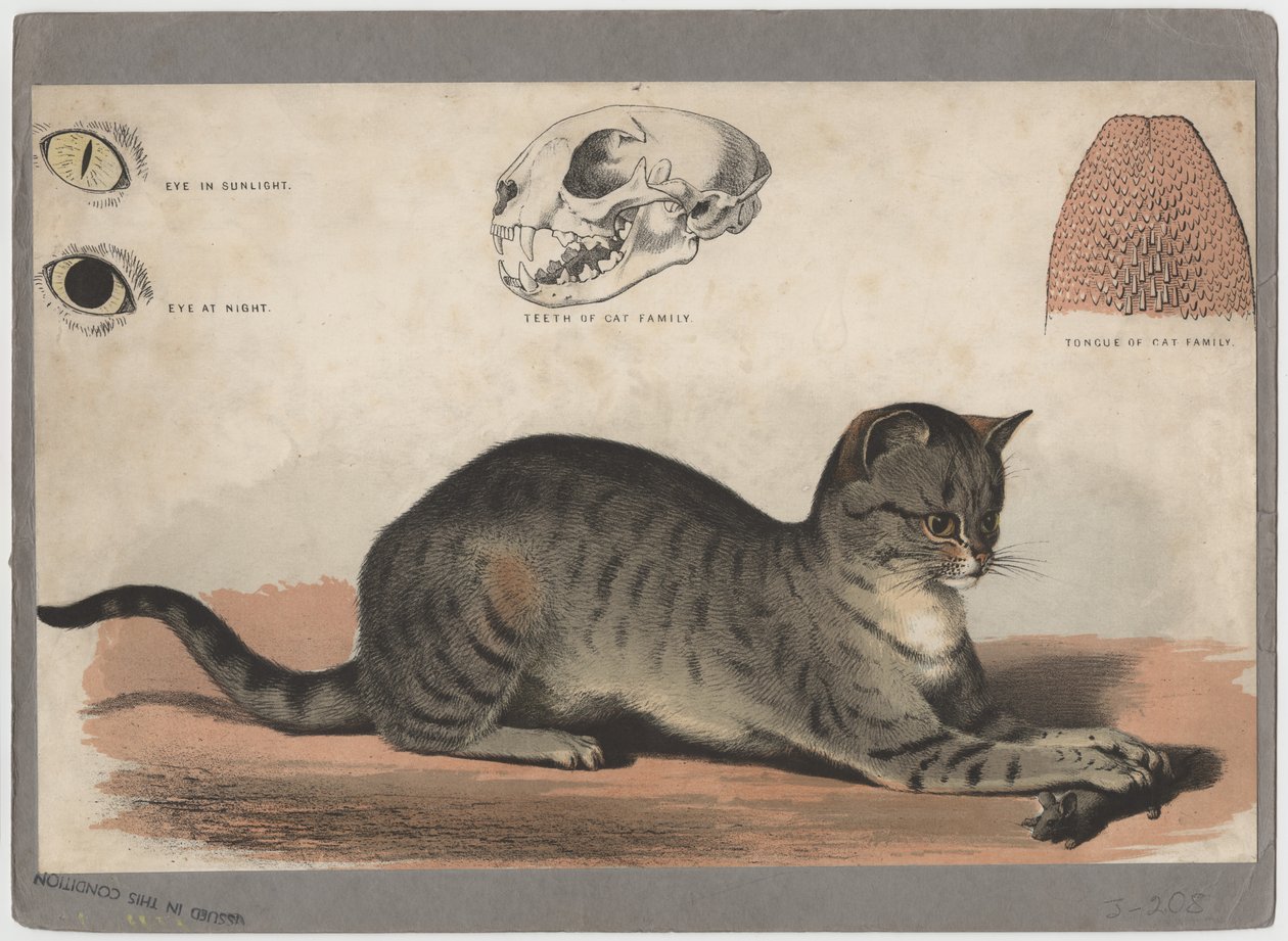 Katten af American School