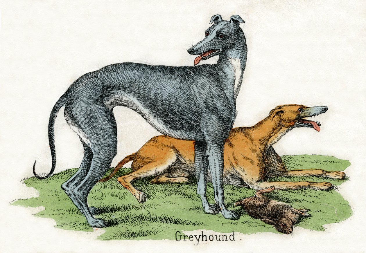 To Greyhounds, fra The Natural History of Animals af American School
