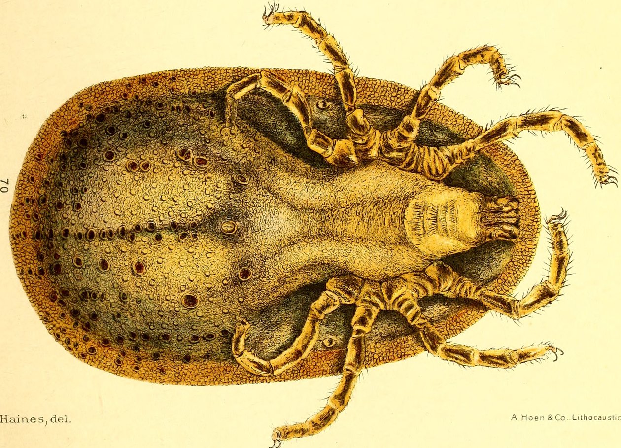Ventral udsigt over Argus Miniatus, illustration fra "Cattle ticks (Ixodoidea) of the United States" af D. E. Salmon og Charles Wardell af American School