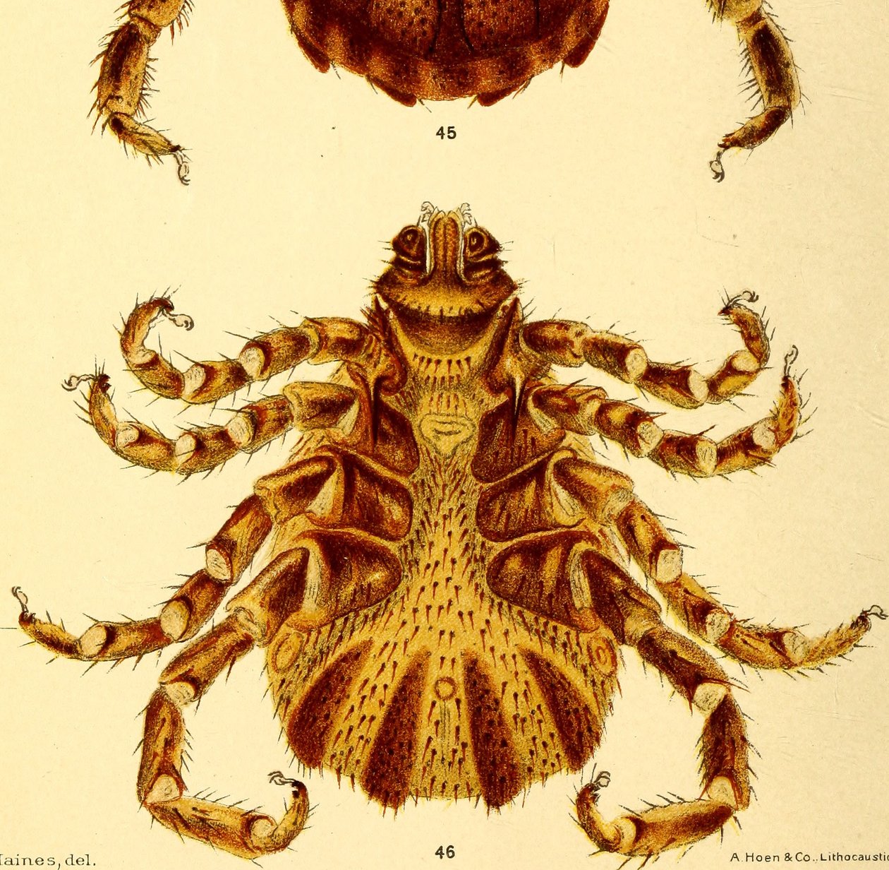 Ventral view of male Boophilus Annulatus, illustration from "Cattle ticksdani af American School