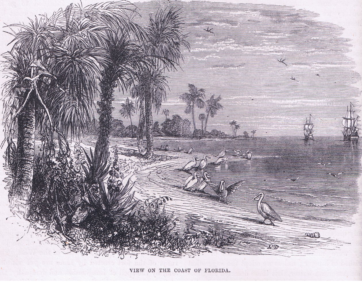 Udsigt over Floridas kyst, illustration fra Cassell