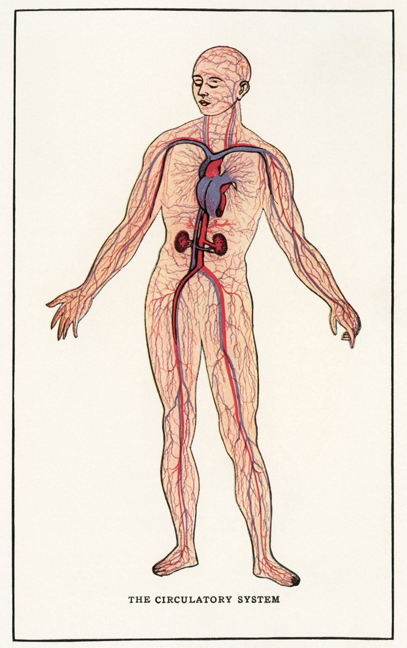 Vintage anatomisk tryk af det menneskelige kredsløbssystem af American School