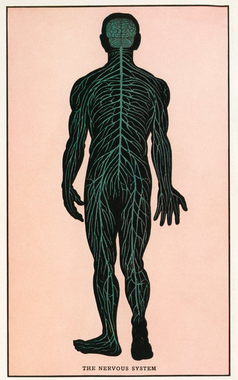 Anatomisk vintagetryk af det menneskelige nervesystem af American School