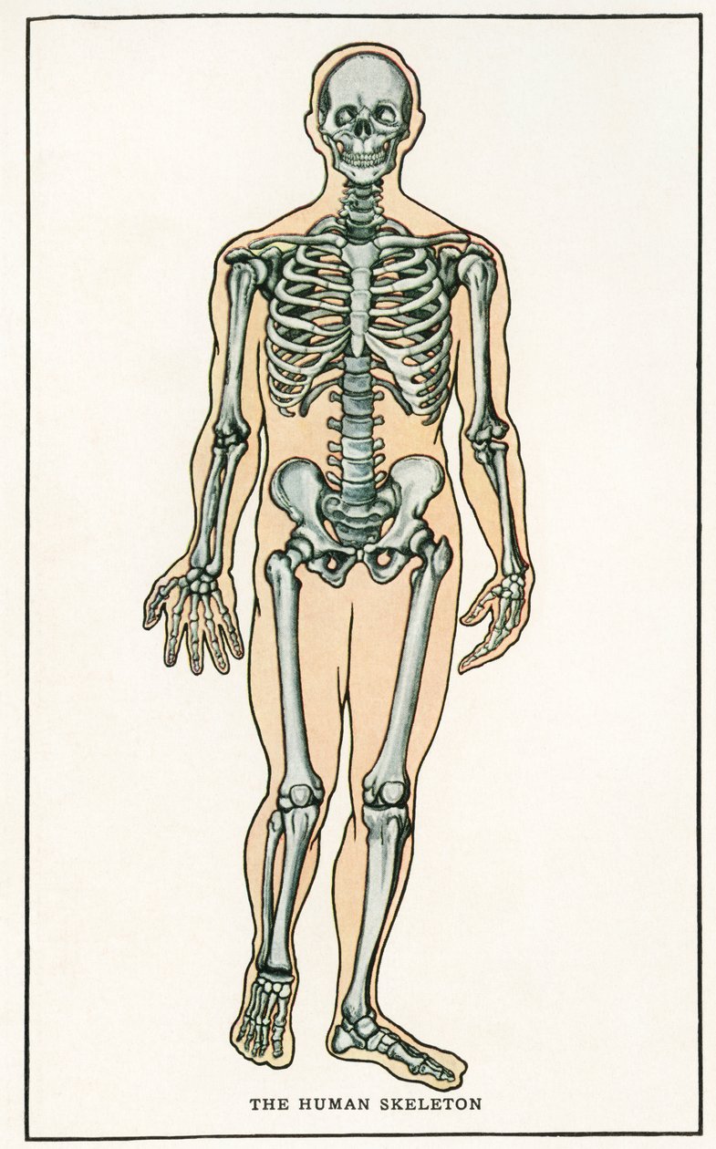 Anatomisk vintagetryk af det menneskelige skelet af American School