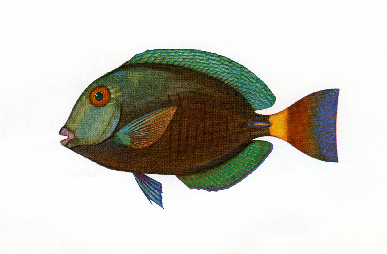 Vintage print af en brun kirurgfisk af American School