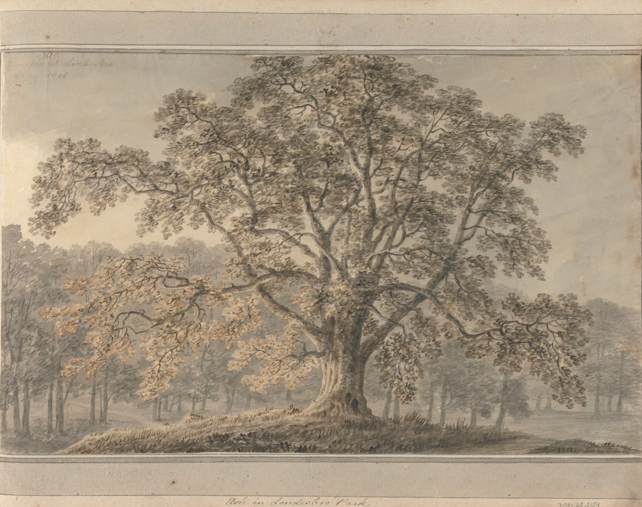Udsigter i England, Skotland og Wales: Ask i Londesbro Park, maj 1800 af Amos Green