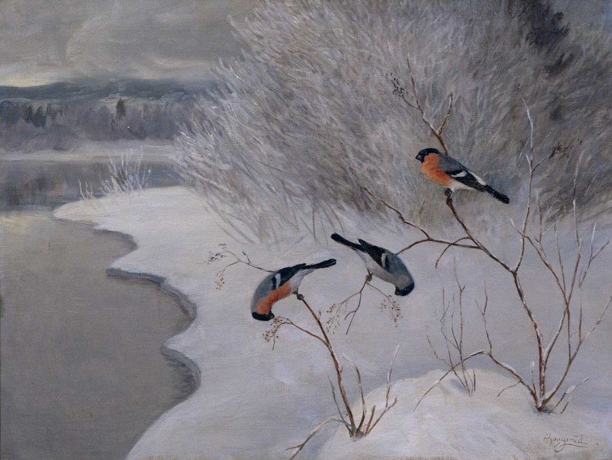 Bullfinches af Anders Kongsrud