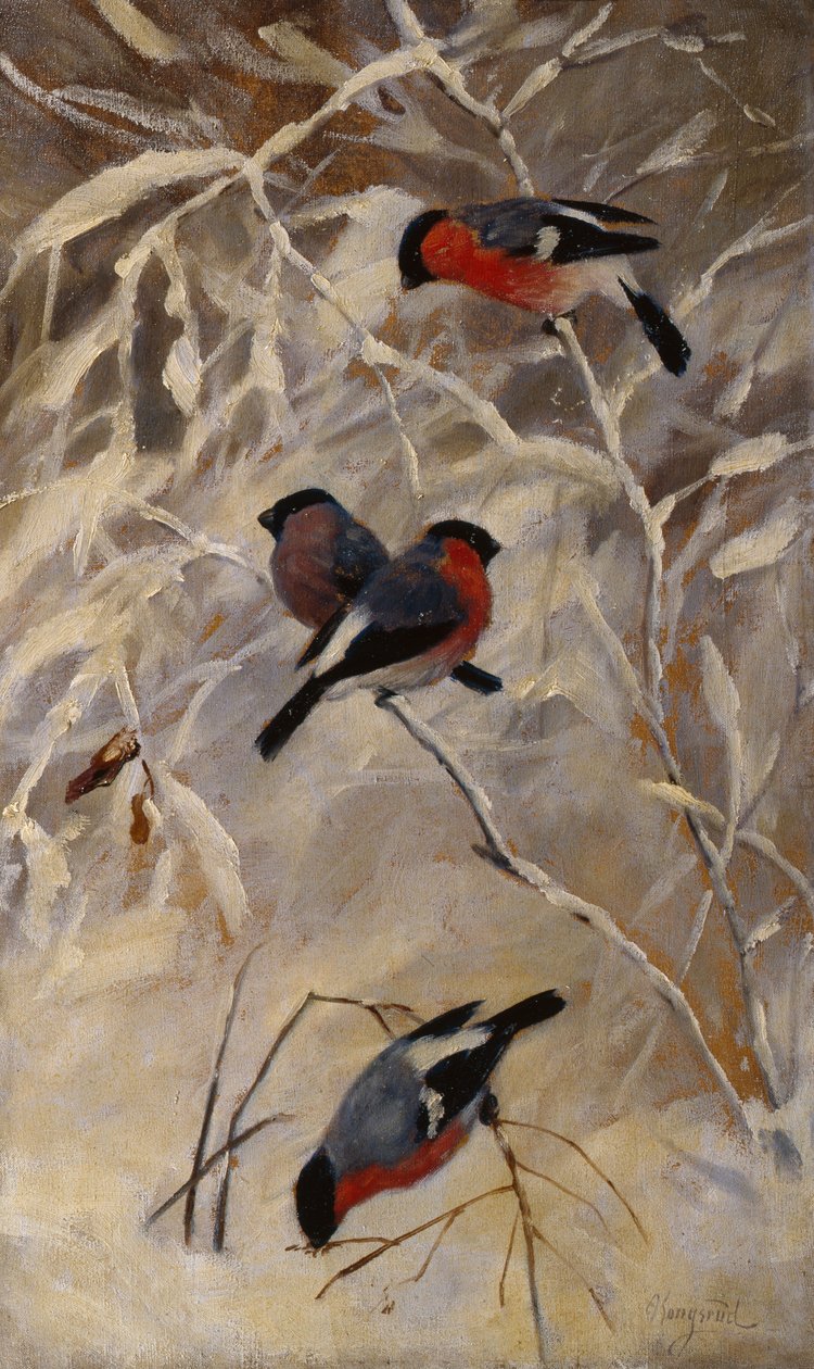 Bullfinches af Anders Kongsrud