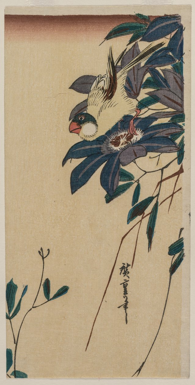 Grosbeak og Clematis, midten af 1830
