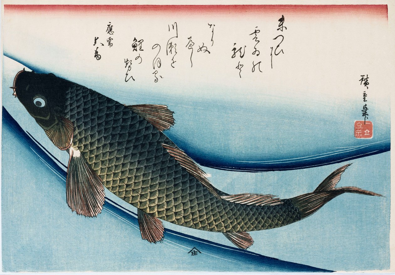 "Carp", fra serien "Collection of Fish" af Ando or Utagawa Hiroshige