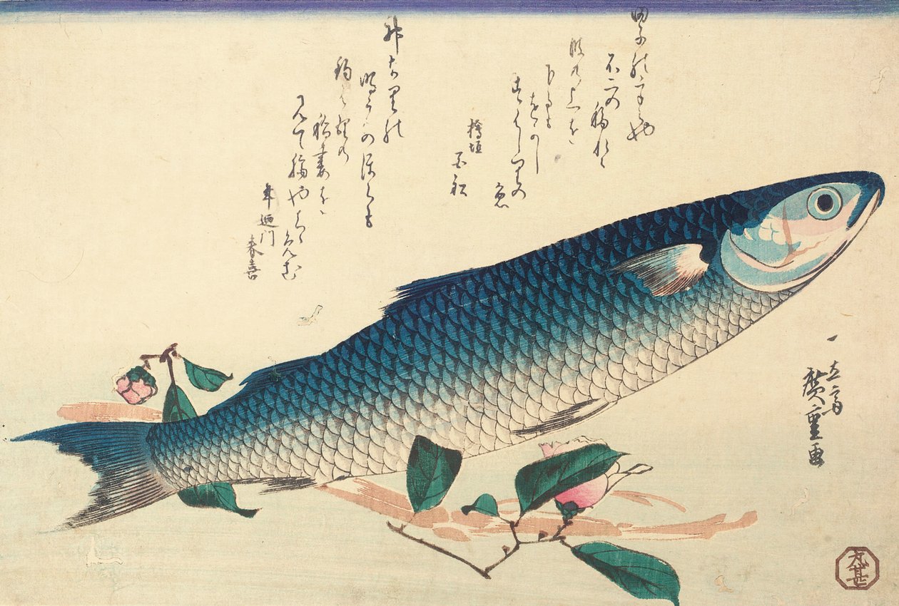 Grå multe, Camellia og Udo af Ando or Utagawa Hiroshige