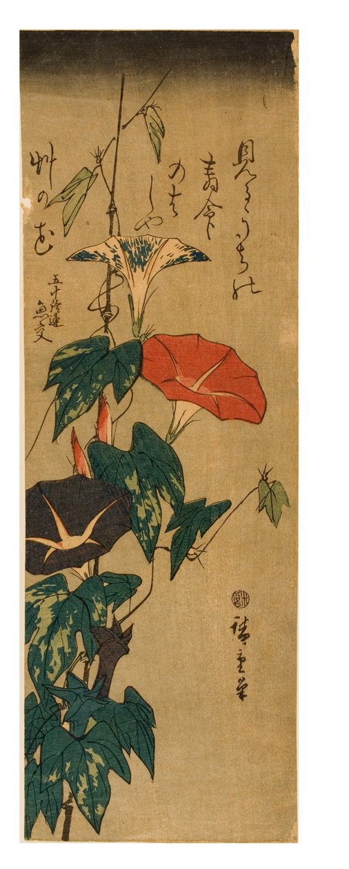 Morning Glories, ca. 1843-47 (træbloktryk på papir) af Ando or Utagawa Hiroshige