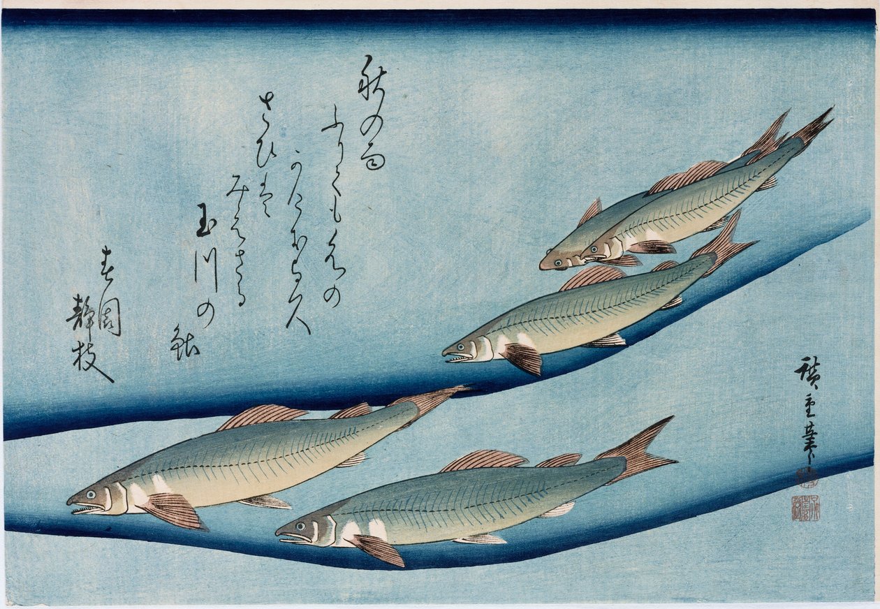 Riverrout", fra serien "Collection of Fish" af Ando or Utagawa Hiroshige