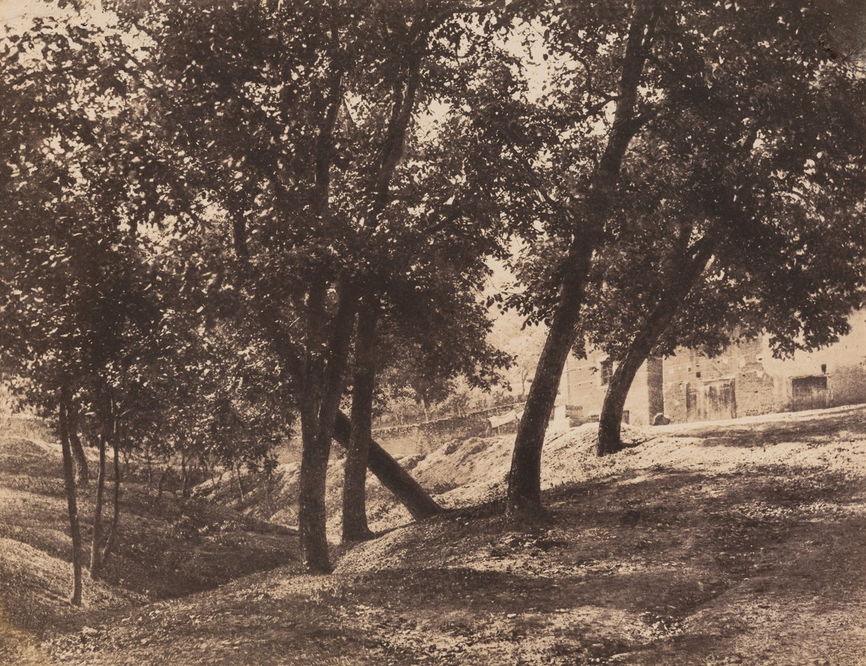 Træer, ca. 1855 (foto) af André Giroux