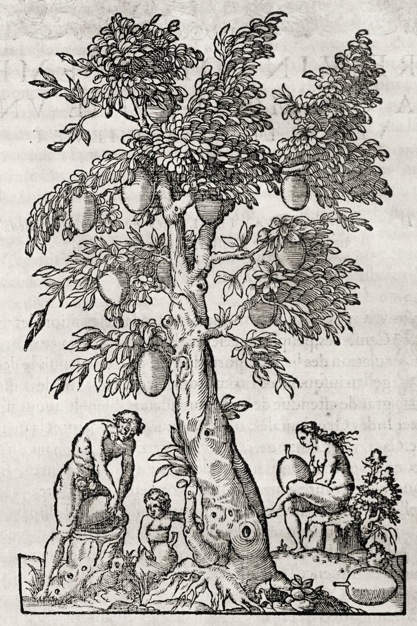 Brødfrugttræ, gravering af Andre Thevet (1504-1592), Paris, Frankrig af Andre Thevet