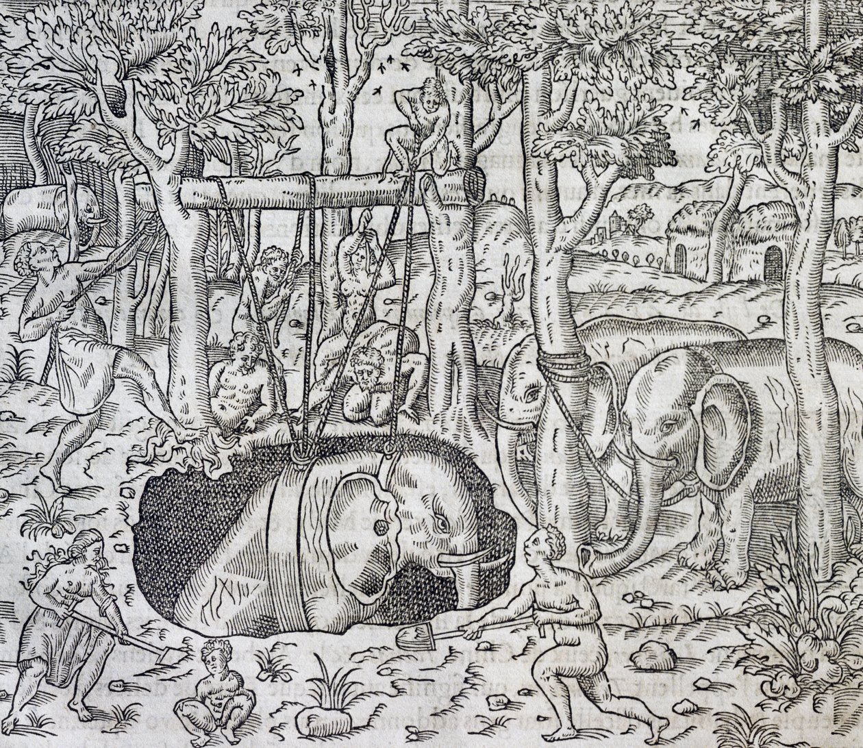 Elefantjagt på øen Java, gravering fra Universal Cosmology, af Andre Thevet (1504-1592), Paris af Andre Thevet