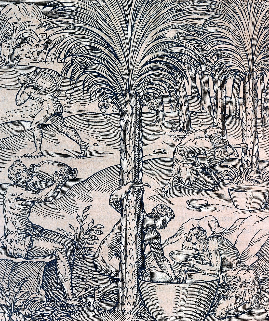 Indbyggere i Kap Verde laver drinks fra palmetræer, gravering fra Universal Cosmology, af Andre Thevet (1504-1592), Paris af Andre Thevet