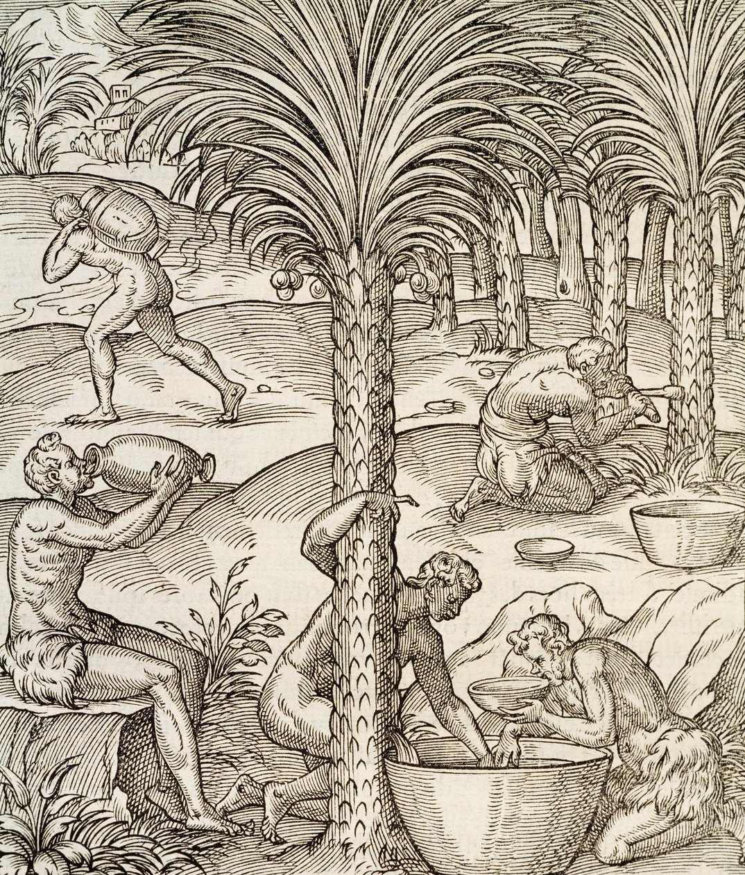 Indbyggere i Kap Verde laver drinks fra palmetræer, gravering fra Universal Cosmology, af Andre Thevet (1504-1592), Paris, Afrika, 1575 af Andre Thevet