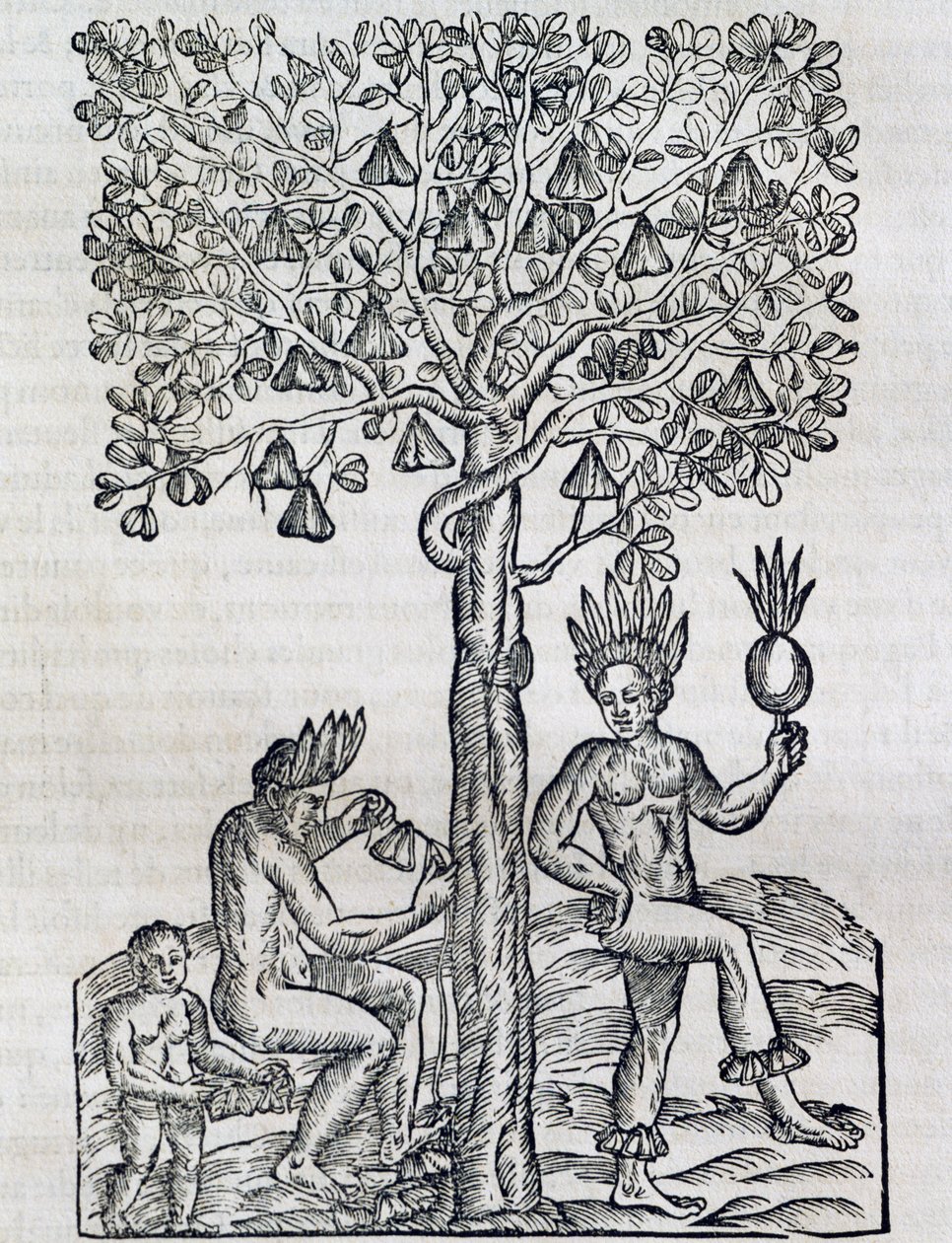 Nana frugt, tropisk lægeplante, gravering fra Universal Cosmology, af Andre Thevet (1504-1592), Paris af Andre Thevet