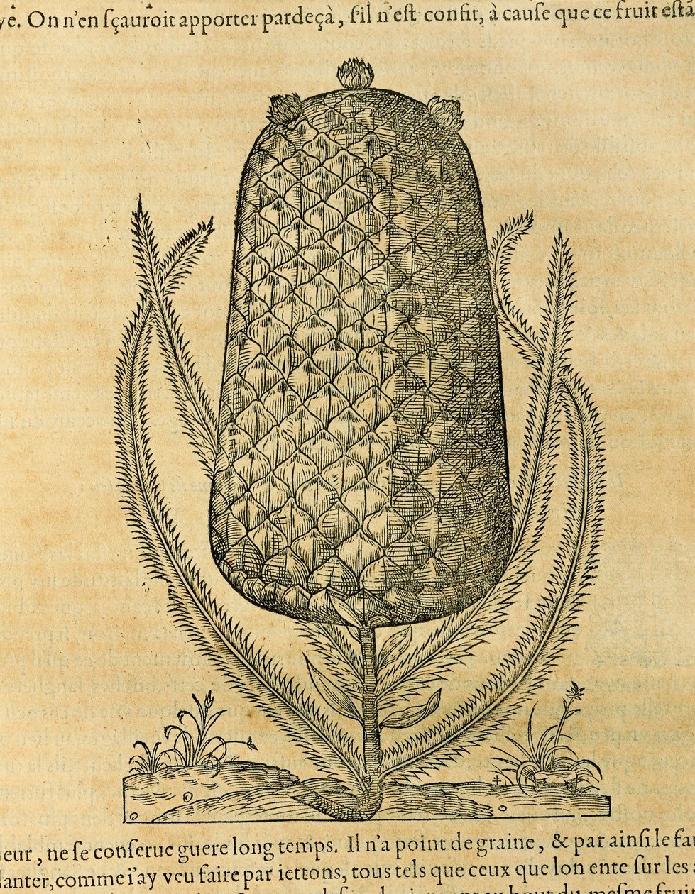 Ananas (ananas comosus), gravering af Andre Thevet af Andre Thevet