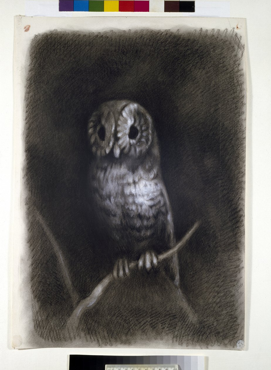 Ugle, kopieret fra et fotografi af Mantegnas fresko af Sankt Jakobs martyrium i Eremitani-kirken i Padova af Arthur Burgess, 1872 eller tidligere (trækul på vævet papir) af Andrea Mantegna