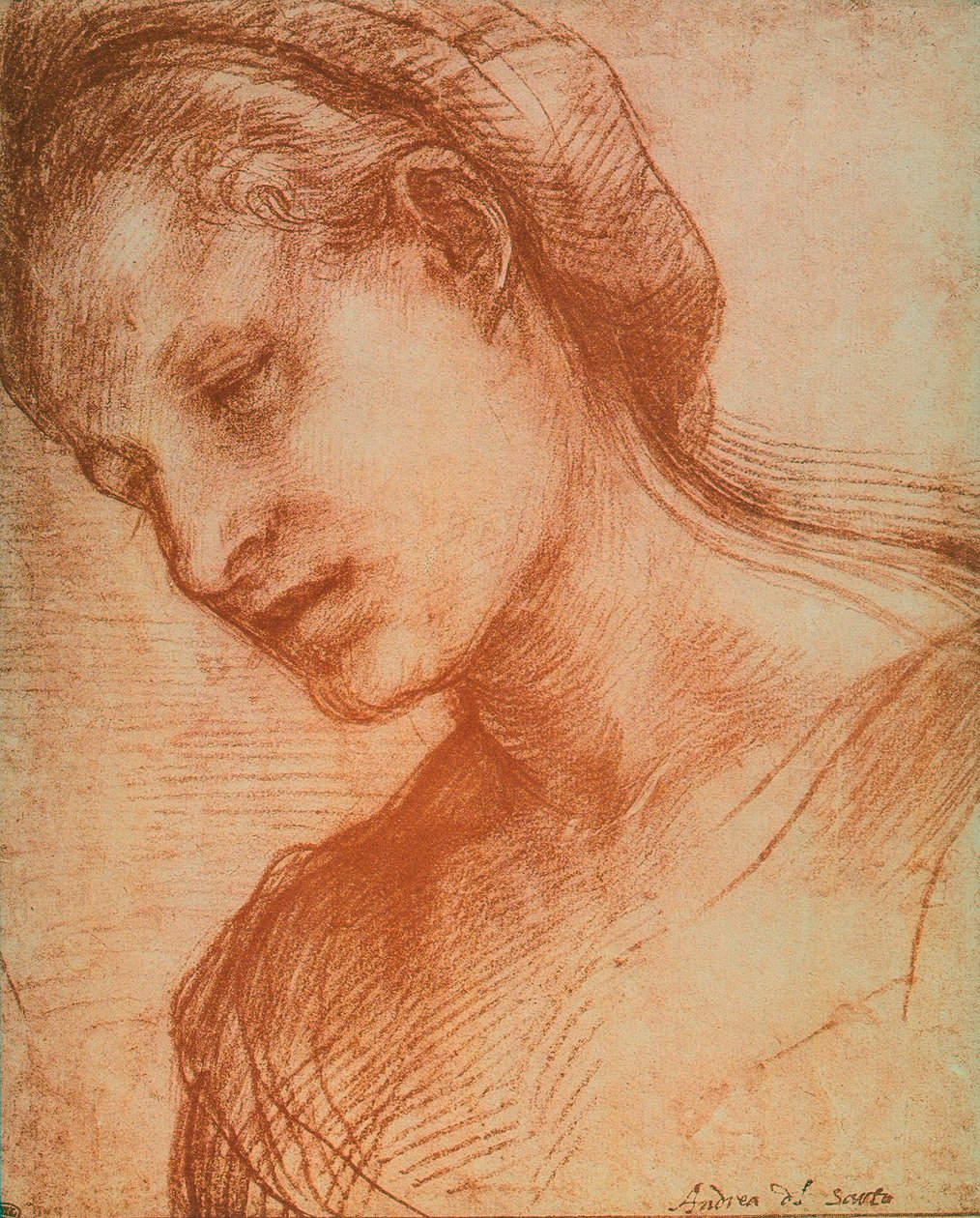 Kvindens hoved af Andrea del Sarto