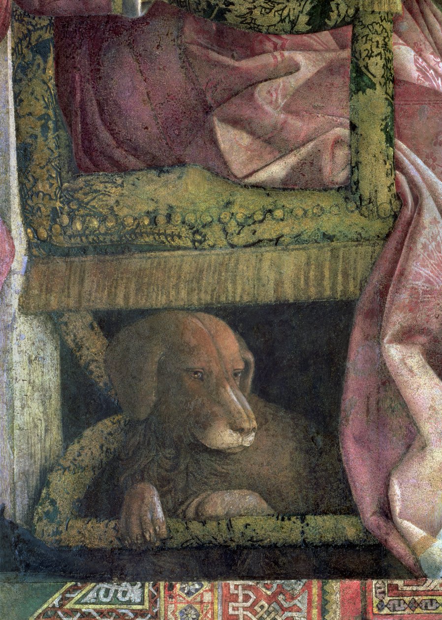 Rubino, yndlingshunden til Marchese Ludovico Gonzaga III af Mantua og hans familie, fra Camera degli Sposi eller Camera Picta, 1465-74 freskodetalje af 78461 af Andrea Mantegna