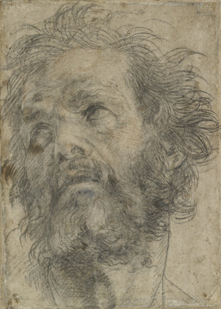 A Head of a Man, (sort kridt på papir) af Andrea del Sarto