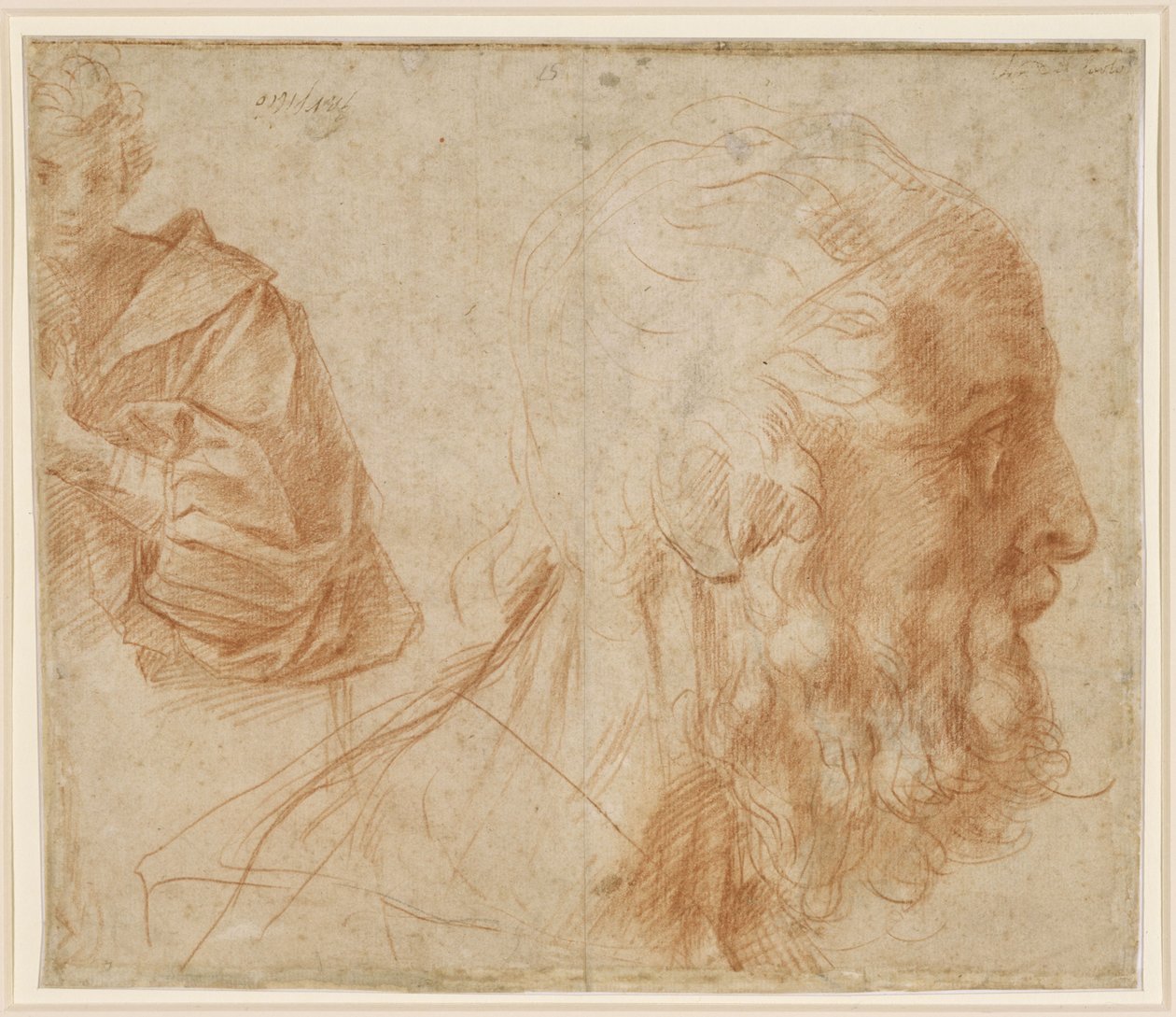 Studieblad med en ung mand og hovedet af en gammel mand vendt mod højre (Homer) af Andrea del Sarto