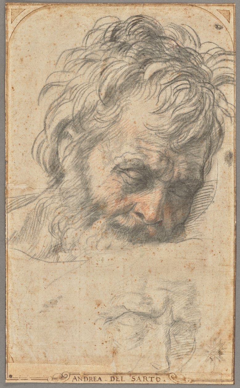 Studie til Sankt Josefs hoved (recto); to studier af ben (verso) af Andrea del Sarto