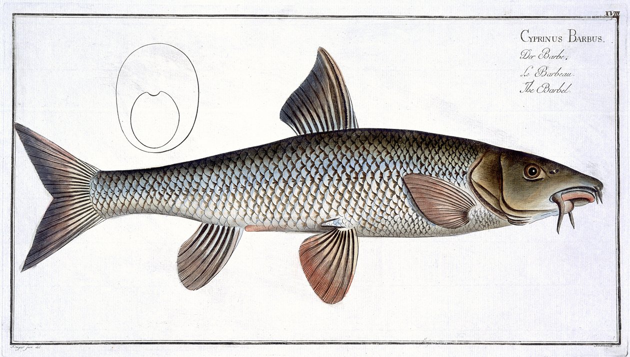 Barbel (Cyprinus Barbus) plade XVIII fra 