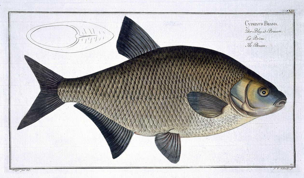 Brasen (Cyprinus Brama) plade XIII fra 