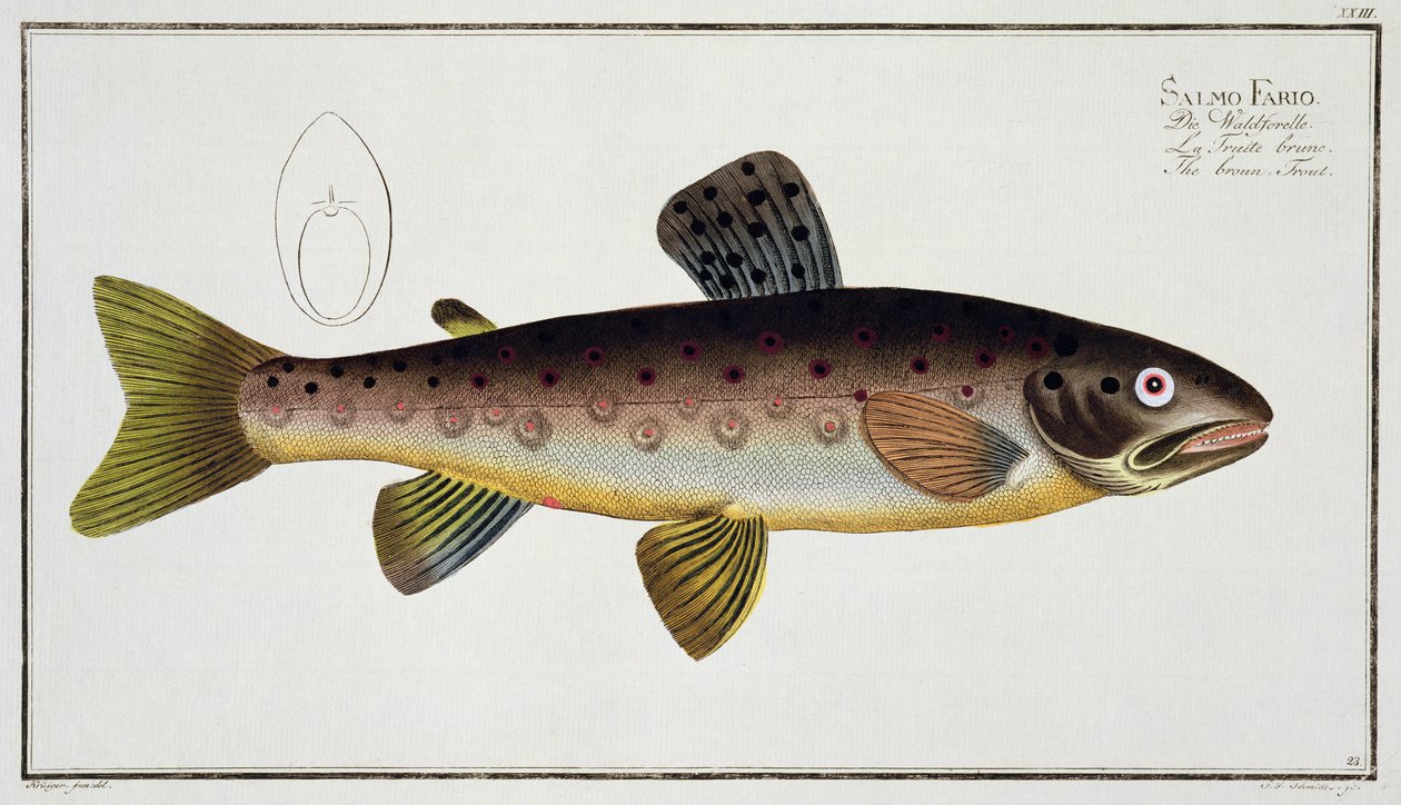 Ørred (Salmo Iasustris) tallerken XXIII fra 