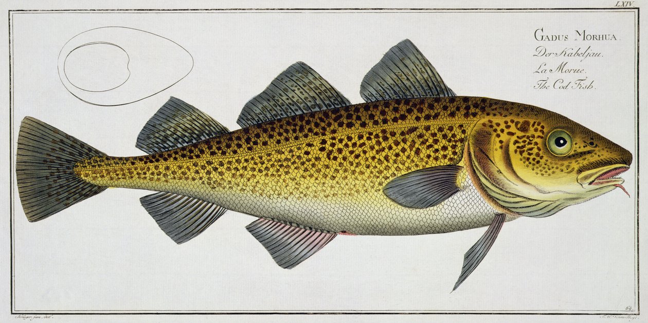 Torsk (Gadus Morhua) plade LXIV fra "Ichthyologie, ou histoire naturelle generale et particuliere des poissons", af Marcus Elieser Bloch (1723-99), udgivet ca. 1785-99 af Andreas Ludwig Kruger