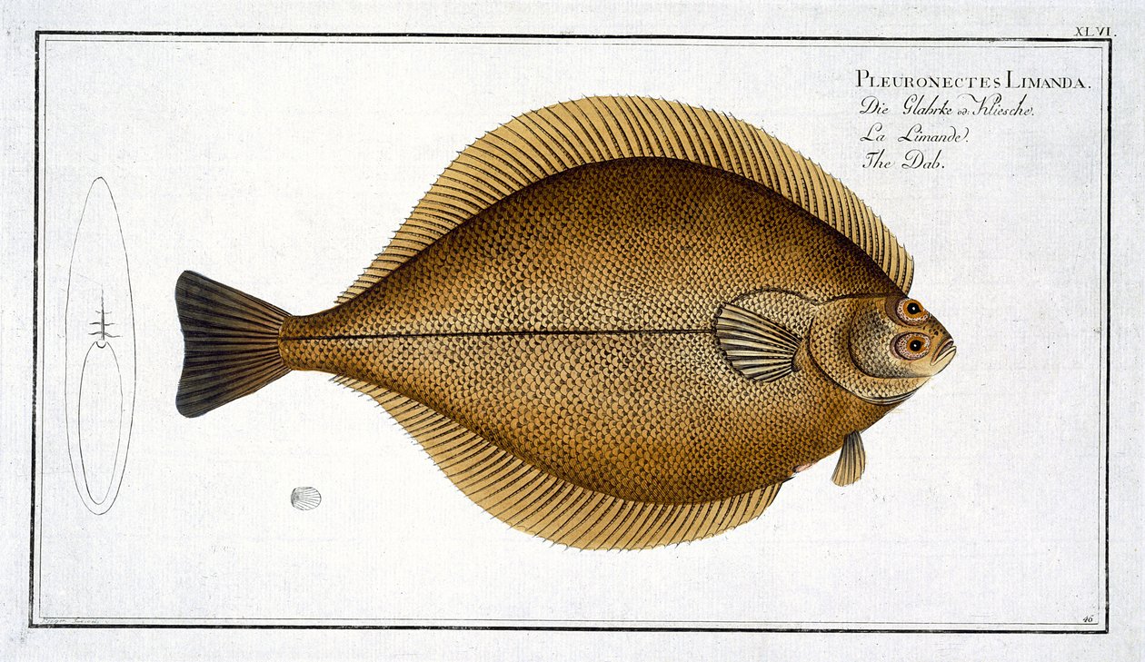 Krabbe (Pleuronectes Limanda) plade XLVI fra "Ichthyologie, ou histoire naturelle generale et particulare des poissons", af Marcus Elieser Bloch (1723-99), graveret af Gabriel Bodenehr (1673-1766), udgivet af af Andreas Ludwig Kruger