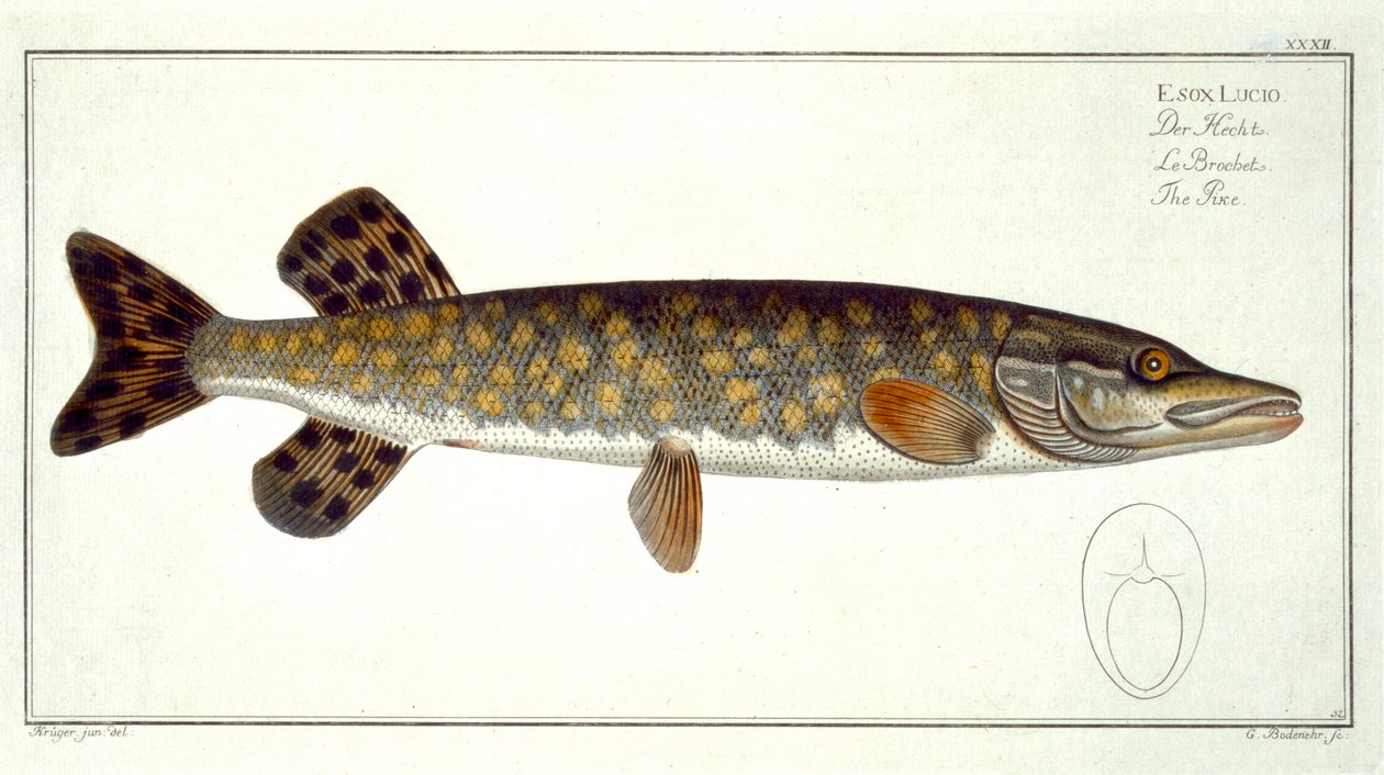 Gedde (Esox Lucio) plade XXXII fra 