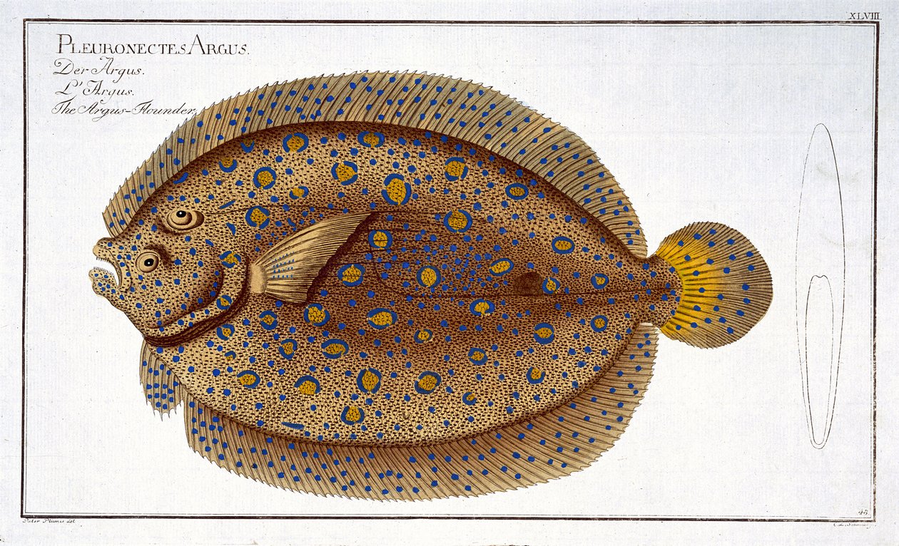 Argus skrubbe (Pleuronectes Argus) tallerken XLVIII fra 