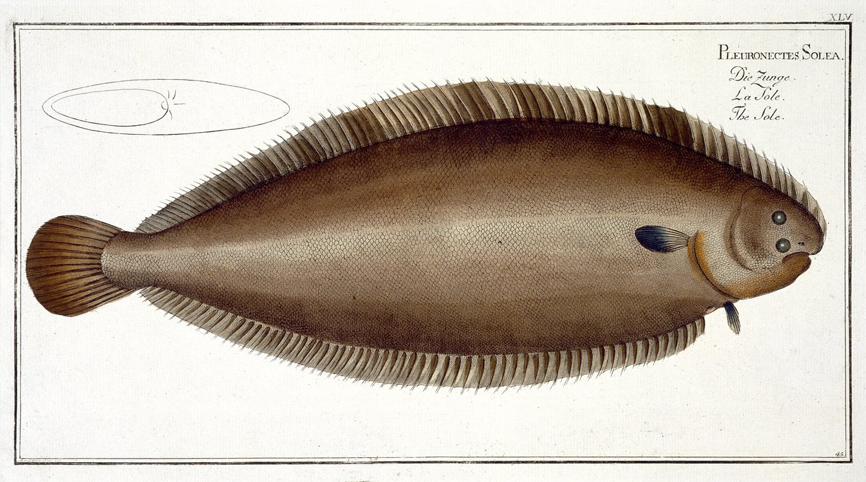 Dover Sole (Solea Solaea) plade XLV fra 