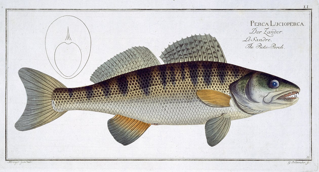 Geddefisk (Perca lucioperca) plade LI fra "Ichthyologie, ou histoire naturelle generale et particulare des poissons", af Marcus Elieser Bloch (1723-99), graveret af Gabriel Bodenehr (1673-1766), udgivet af af Andreas Ludwig Kruger