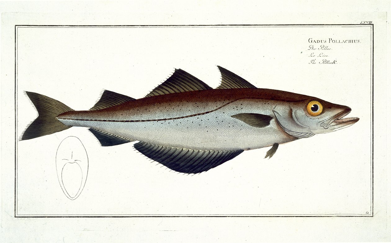 Pollack (Pollachius pollachius) plade LXVIII fra 