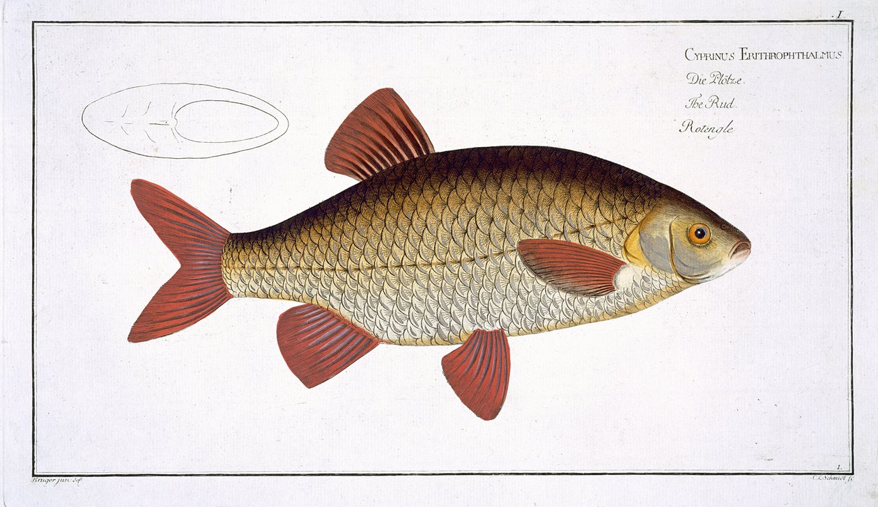 Rød karpe (Cyprinus Erithrophthalmus) plade I fra 