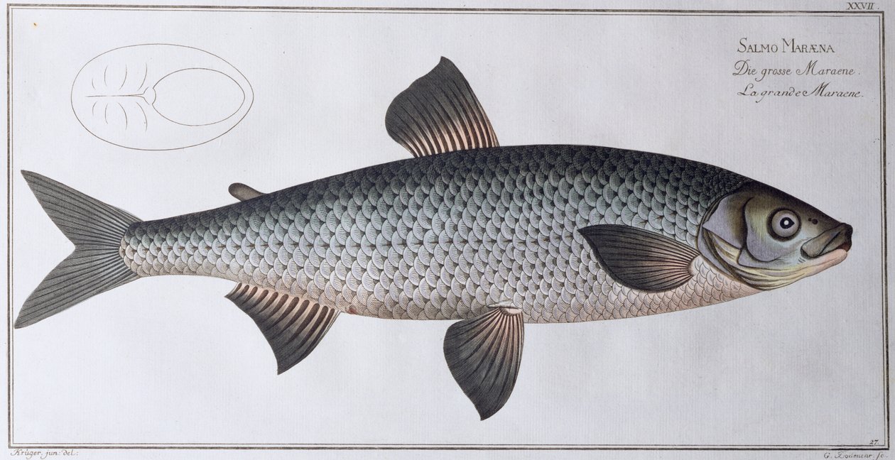 Laks: udg. af Black, ca. 1790 (tryk) af Andreas Ludwig Kruger