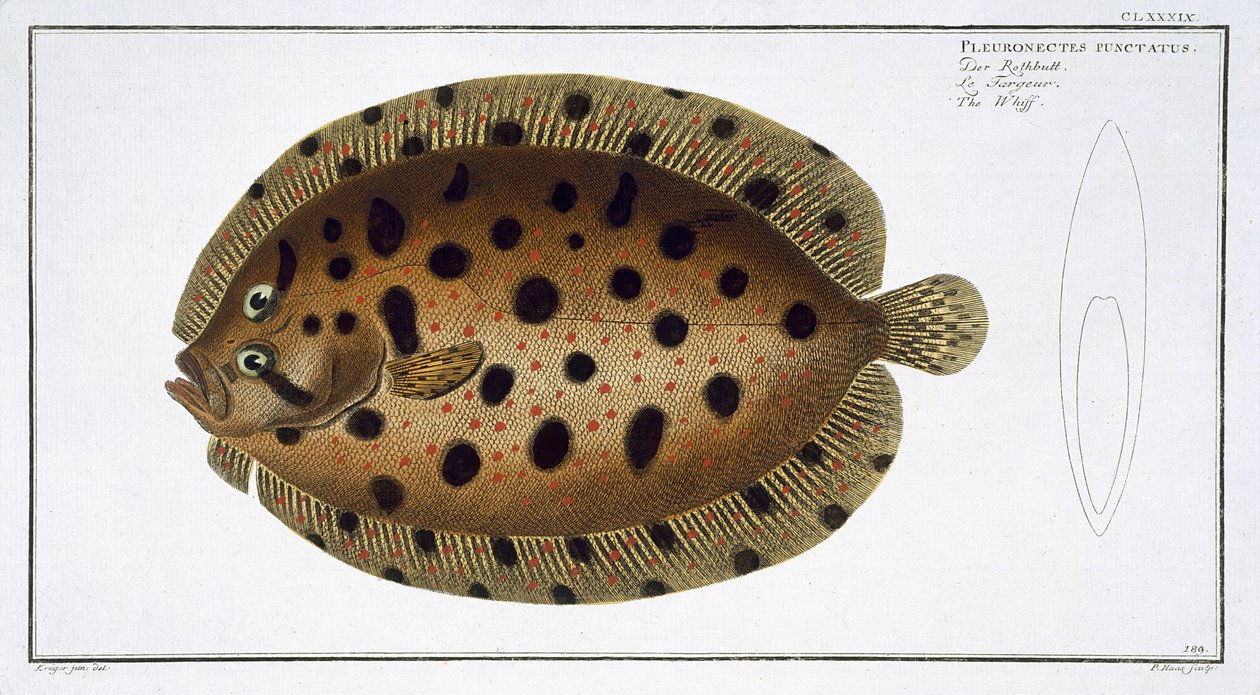 The Whiff (Pleuronectus Punctatus) tallerken CLXXXIX fra 