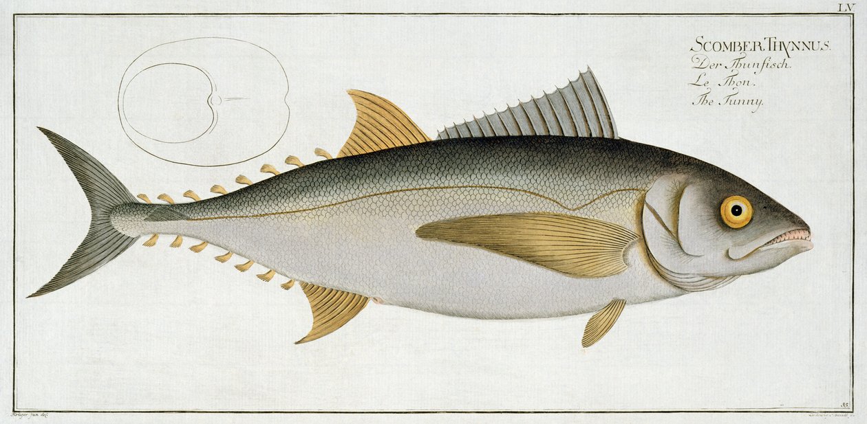 Tun (Scomber Thynnus) plade LV fra "Ichthyologie, ou histoire naturelle generale et particuliere des poissons", af Marcus Elieser Bloch (1723-99), graveret af Ludwig Schmidt, udgivet ca. 1785-99 (co af Andreas Ludwig Kruger