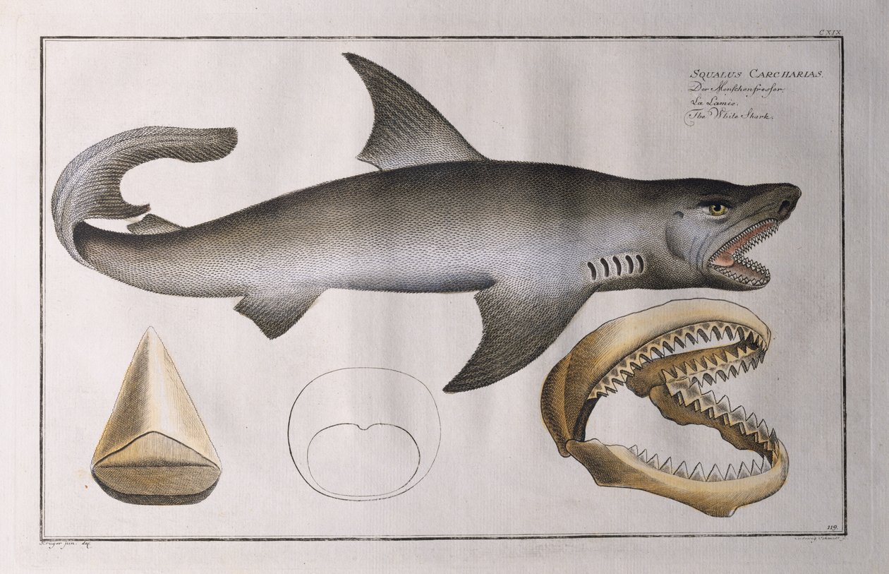 White Shark: pub. af Black, ca. 1790 af Andreas Ludwig Kruger