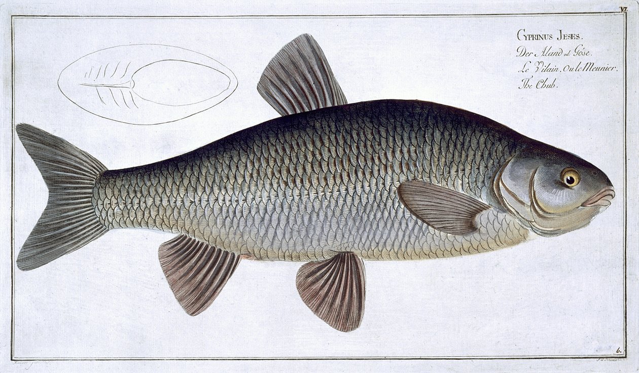 Chub (Cyprinus Jeses) plade VI fra 