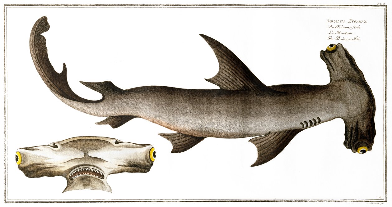 Hammerhead Shark (Balance Fish), udgivet af Black, ca. 1790 (tryk) af Andreas Ludwig Kruger